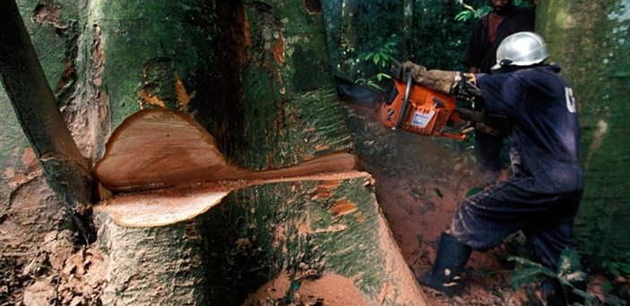 Legno africano per il "made in Cina"